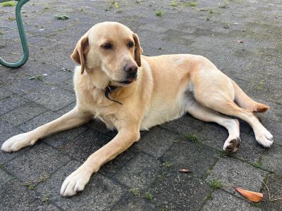 Active, Friendly 5 year old Labrador