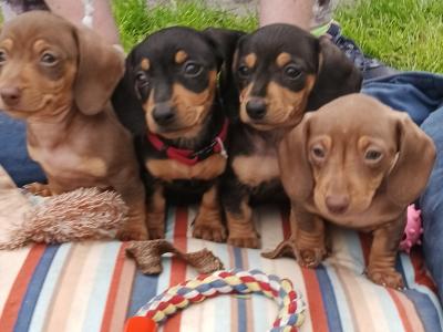 IKC Registered (pending) Purebred Dachshund puppies in Offaly