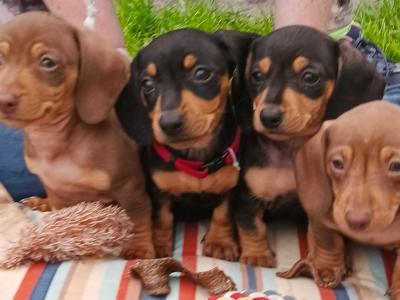 IKC Registered (pending) Purebred Dachshund puppies in Offaly