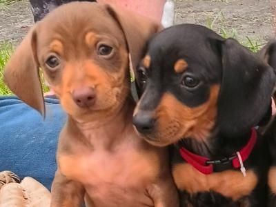 IKC Registered (pending) Purebred Dachshund puppies in Offaly