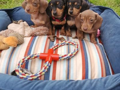 IKC Registered (pending) Purebred Dachshund puppies in Offaly
