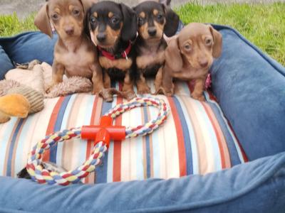 IKC Registered (pending) Purebred Dachshund puppies in Offaly