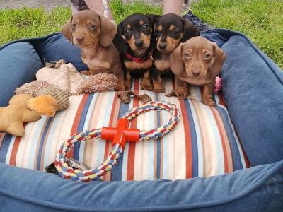 IKC Registered (pending) Purebred Dachshund puppies in Offaly