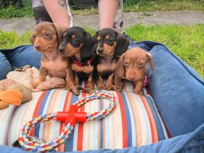 IKC Registered (pending) Purebred Dachshund puppies in Offaly