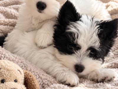 Purbred Chinese Crested  female puppy in Wexford
