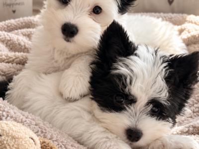 Chinese Crested purebred puppy female