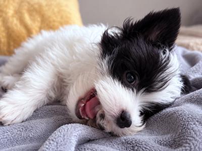 Purbred Chinese Crested  female puppy in Wexford