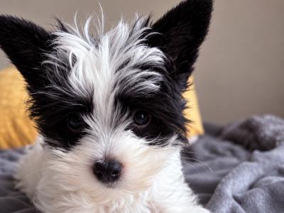 Purbred Chinese Crested  female puppy in Wexford