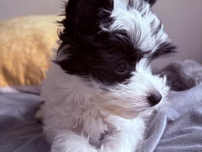 Purbred Chinese Crested  female puppy in Wexford