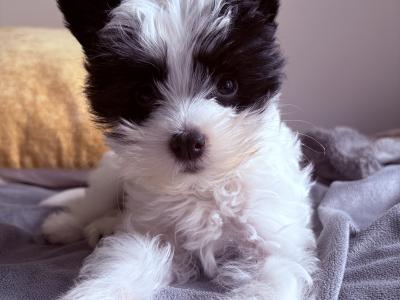 Purbred Chinese Crested  female puppy in Wexford
