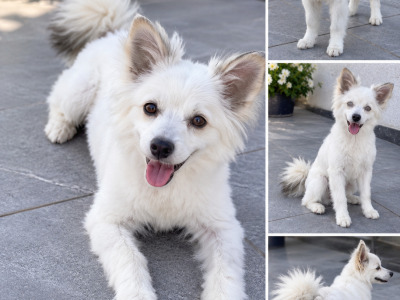 Purebred male Chinese Crested no allergy puppy 10 months old in Meath