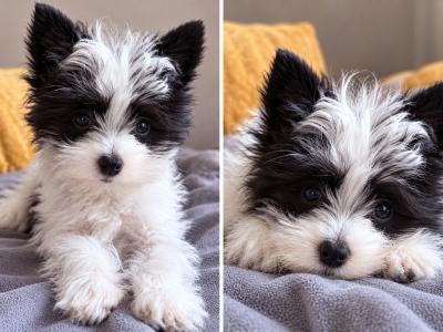 Purbred Chinese Crested  female puppy in Wexford