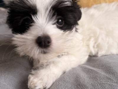 Purbred Chinese Crested  female puppy in Wexford