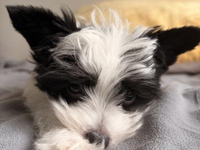 Purbred Chinese Crested  female puppy in Wexford