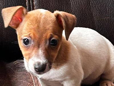 Jack Russell pups for sale
