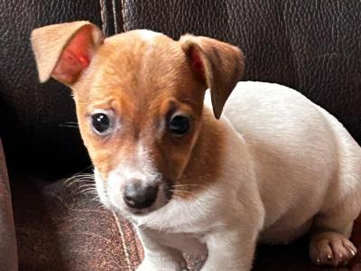Jack Russell puppies for sale in Wexford