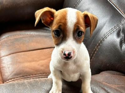 Jack Russell puppies for sale in Wexford
