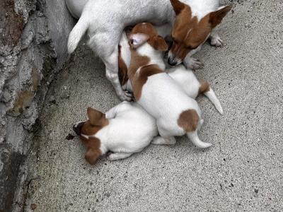 Jack Russell puppies for sale in Wexford