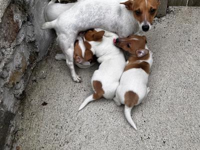 Jack Russell puppies for sale in Wexford