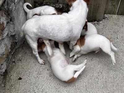 Jack Russell puppies for sale in Wexford