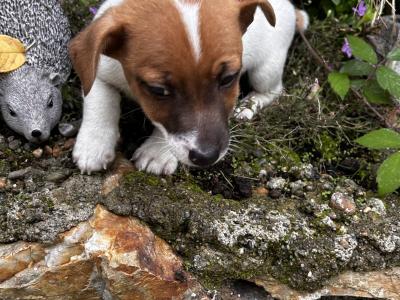 Jack Russell puppies for sale in Wexford