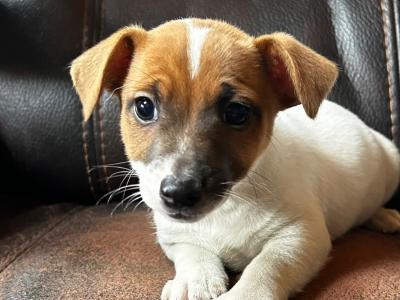 Jack Russell puppies for sale in Wexford