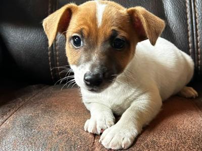 Jack Russell puppies for sale in Wexford
