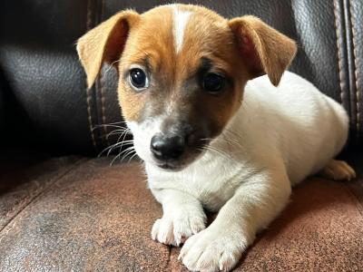 Jack Russell puppies for sale in Wexford