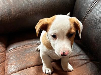 Jack Russell puppies for sale in Wexford