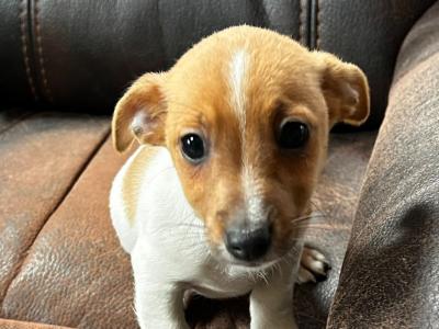 Jack Russell puppies for sale in Wexford