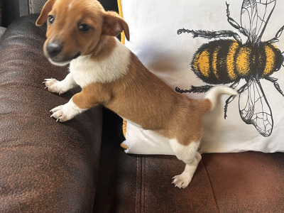 Jack Russell puppies for sale in Wexford