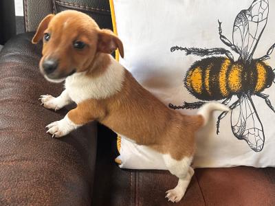 Jack Russell puppies for sale in Wexford