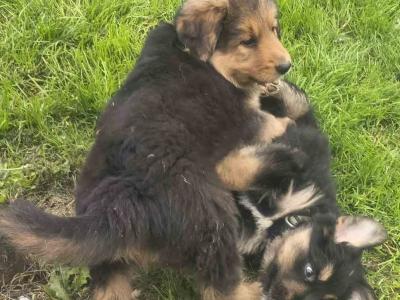Bernese Mountain Dog x German Shepherd puppies for sale in Cork
