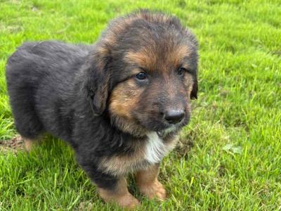 Bernese Mountain Dog x German Shepherd puppies for sale in Cork