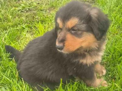 Bernese Mountain Dog x German Shepherd puppies for sale in Cork