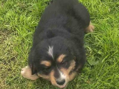 Bernese Mountain Dog x German Shepherd puppies for sale in Cork