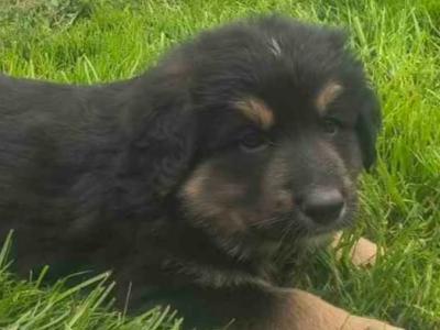 Bernese Mountain Dog x German Shepherd puppies for sale in Cork