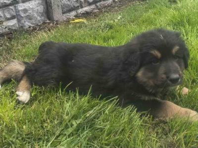 Bernese Mountain Dog x German Shepherd puppies for sale in Cork