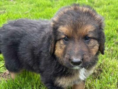 Bernese Mountain Dog x German Shepherd puppies for sale in Cork
