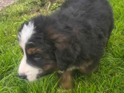 Bernese Mountain Dog x German Shepherd puppies for sale in Cork