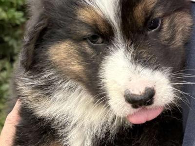 Bernese Mountain Dog x German Shepherd puppies for sale in Cork