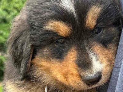 Bernese Mountain Dog x German Shepherd puppies for sale in Cork