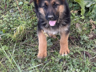 Fabulous IKC Registered (pending) German Shepherd puppies for sale in Wexford