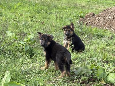 Fabulous IKC Registered (pending) German Shepherd puppies for sale in Wexford