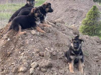 Fabulous IKC Registered (pending) German Shepherd puppies for sale in Wexford