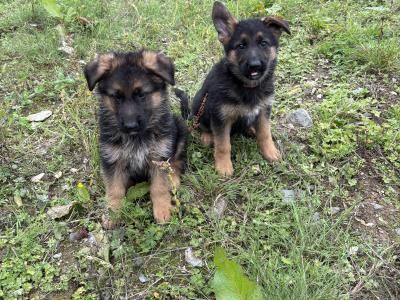 Fabulous IKC Registered (pending) German Shepherd puppies for sale in Wexford