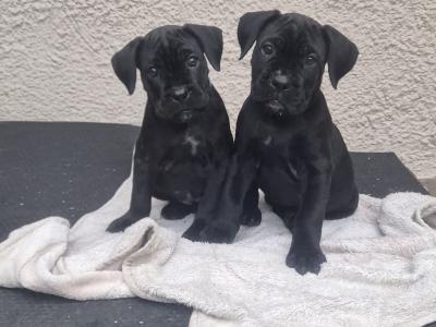 IKC Registered Cane Corso puppies in Wexford