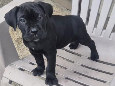 IKC Registered Cane Corso puppies in Wexford