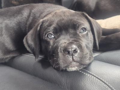 IKC Registered Cane Corso puppies in Wexford