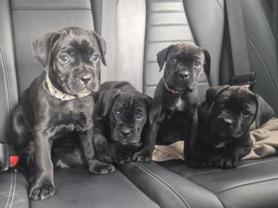 IKC Registered Cane Corso puppies in Wexford